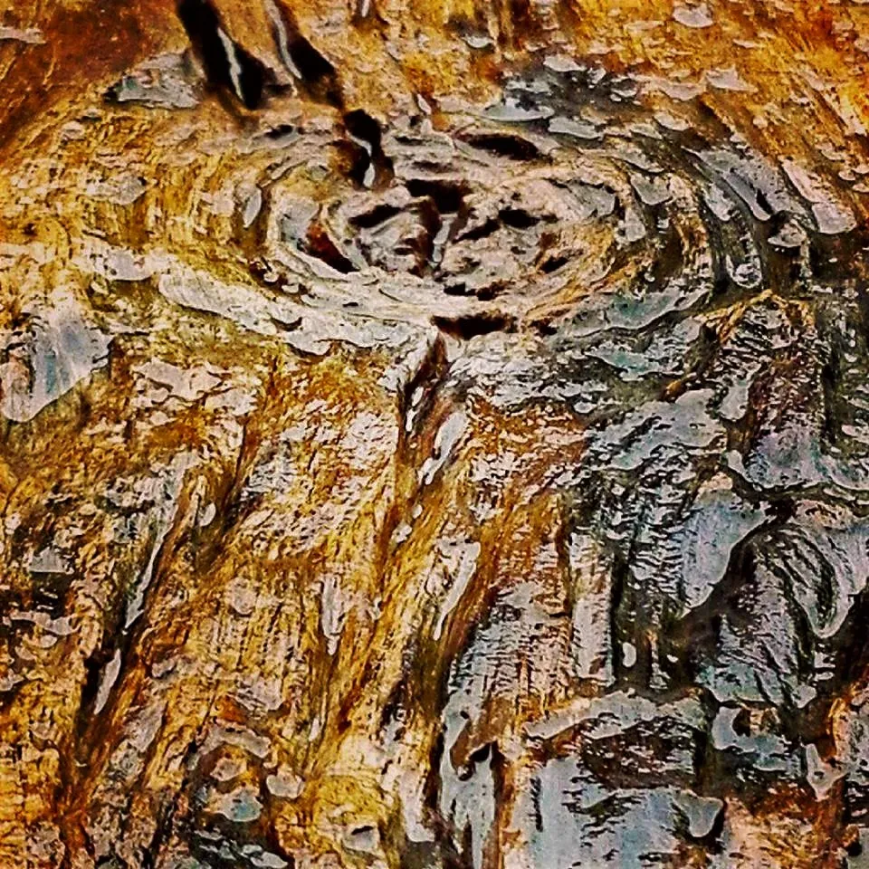 Bois mouillé, eau retenue dans les fibres