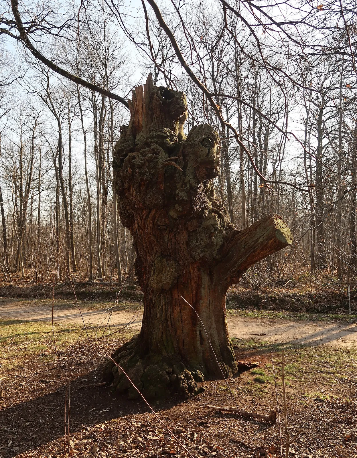 Trogne de châtaignier dans un bois d’hiver