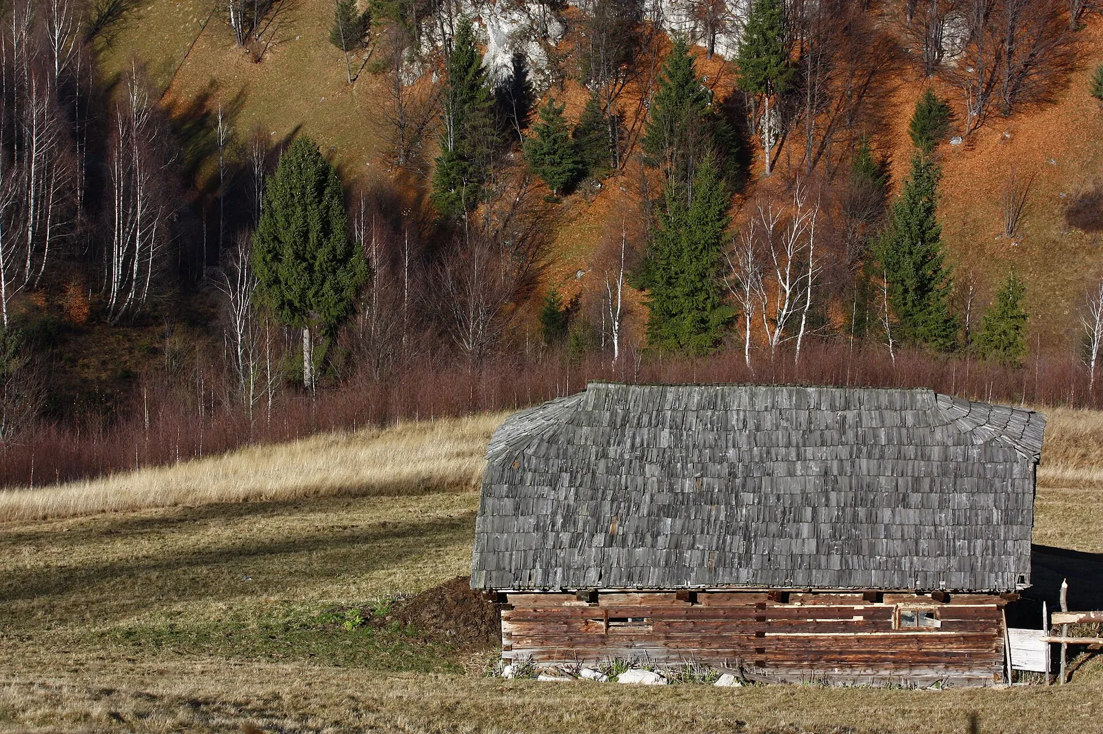 Petite maison de bois au toit de bardeaux, dans un pré