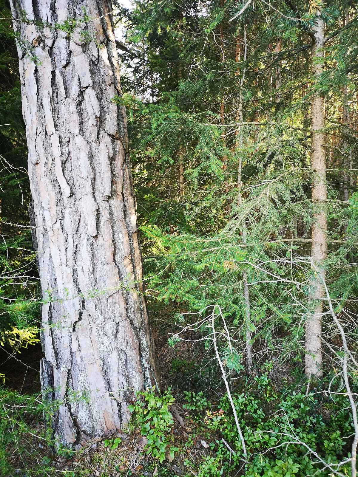 Tronc de mélèze, écorce et bois de montagne